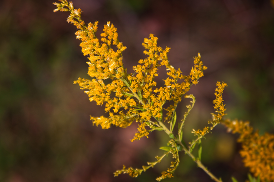 A Golden Solution to Allergies: Unveiling the Benefits of Golden Rod